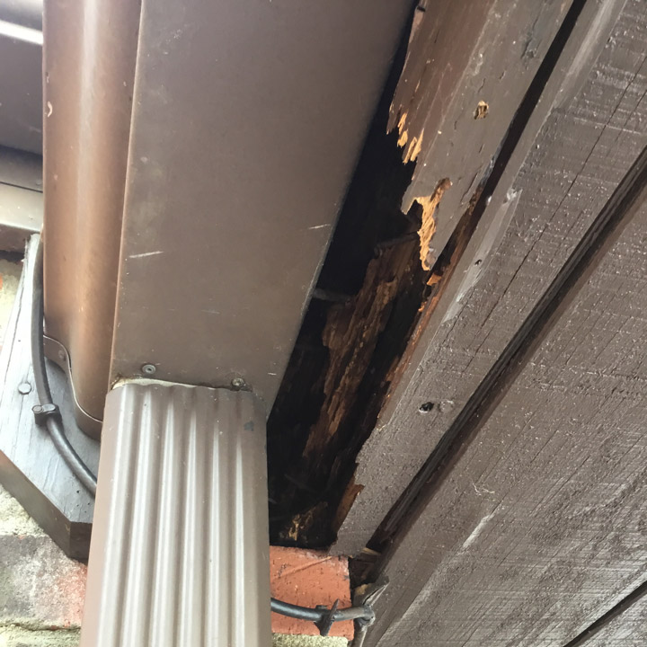 Bird Removal Bird Removal