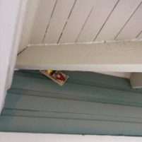 Rats and Mice Issues